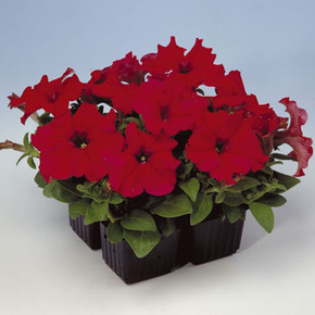 Петуния крупноцветковая Игл Ред (10 шт)