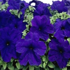 Петуния крупноцветковая Игл Блю (10 шт)