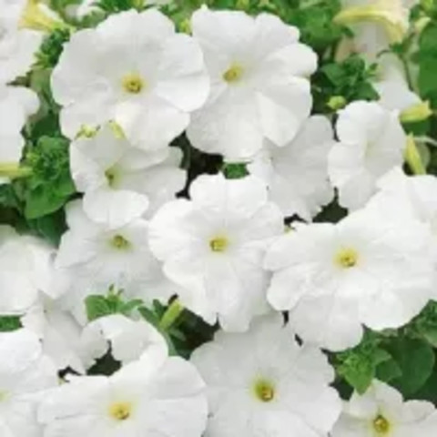 Петуния крупноцветковая Игл Вайт (10 шт)