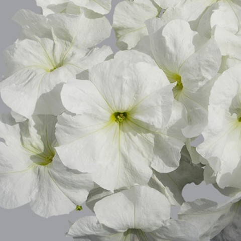 Петуния крупноцветковая Лимбо Джи Пи Вайт (5 шт)