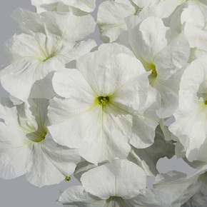 Петуния крупноцветковая Лимбо Джи Пи Вайт (5 шт)