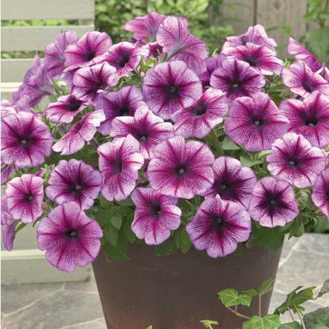 Петуния гибридная Трилоджи Пурпл Вейн (5шт)