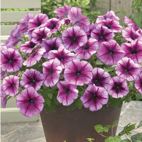 Петуния гибридная Трилоджи Пурпл Вейн (5шт)