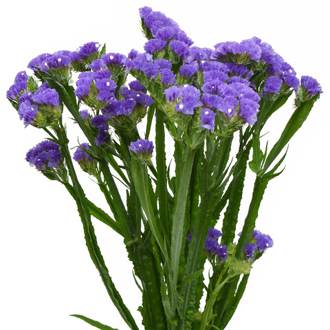 Статица Хипстер Блю (10шт)