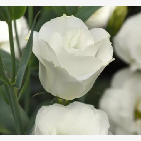 Эустома крупноцветковая Флэр Вайт (5шт)