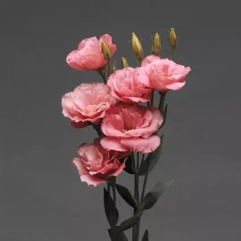 Эустома крупноцветковая Флэр Дип Роуз (5шт)