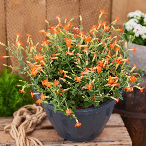 Смолевка гибридная Десерт Глоу (5 шт)