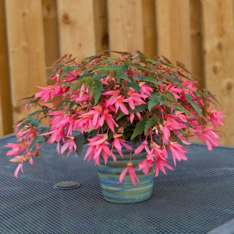 Бегония боливийская Босса Нова Роуз (3шт)