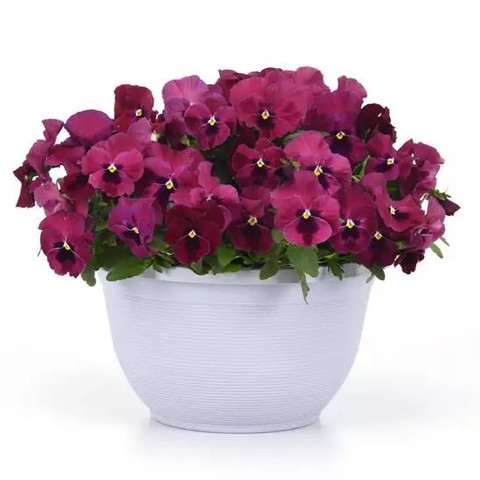 Виола виттрока Топ Вейв Роуз Блотч (3шт)