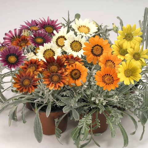 Гацания жестковатая Талент Микс (5 шт)