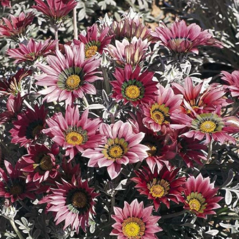 Гацания жестковатая Талент Роуз Шейдс (5 шт)