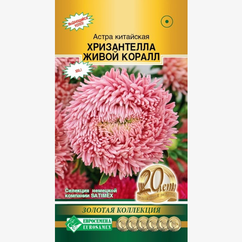 Астра Хризантелла Живой Коралл китайская (5шт)