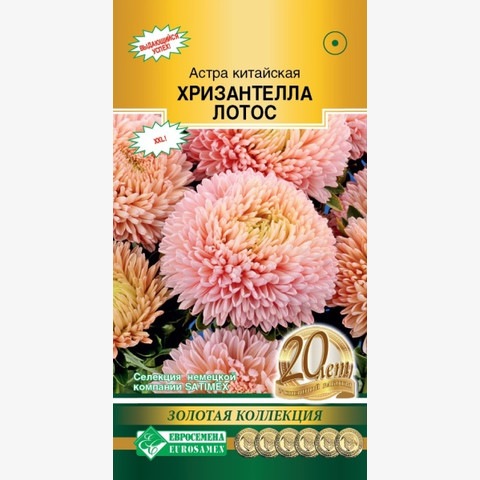 Астра Хризантелла Лотос китайская (5шт)
