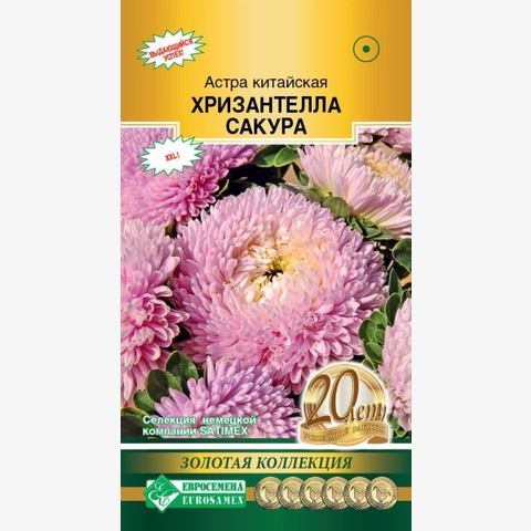 Астра Хризантелла Сакура китайская (5шт)