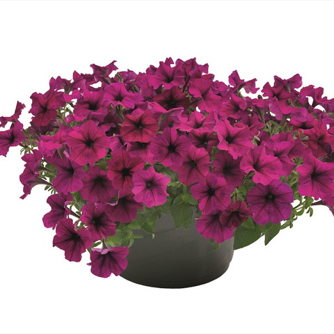 Петуния ампельная крупноцветковая Саксесс! ТР Бургунди (5шт)