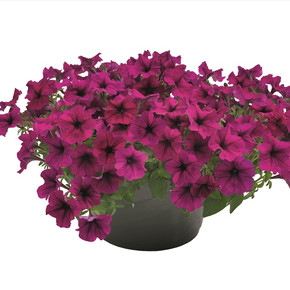 Петуния ампельная крупноцветковая Саксесс! ТР Бургунди (5шт)