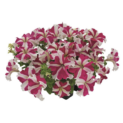 Петуния крупноцветковая Саксесс! 360° Роуз Стар (10 шт)