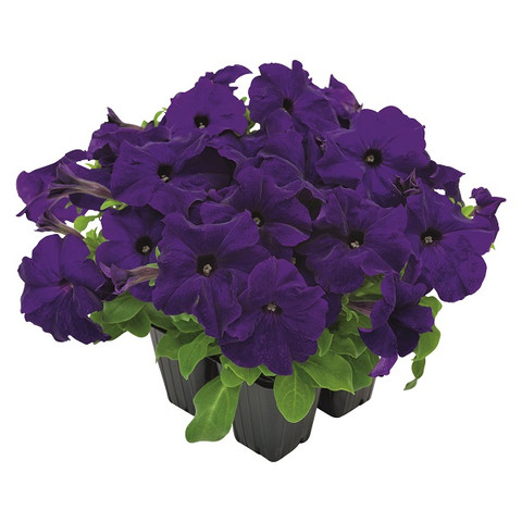 Петуния крупноцветковая Саксесс! Эйч Ди Блю ( Petunia SUCCESS! HD Blue) (10 шт)