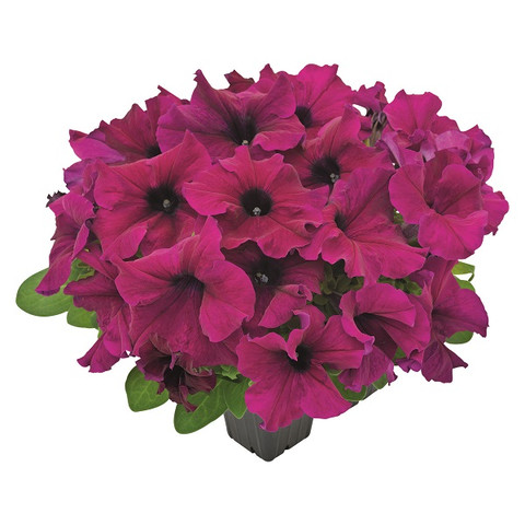 Петуния крупноцветковая Саксесс! Эйч Ди Бургунди ( Petunia SUCCESS! HD Burgundy) (10 шт)