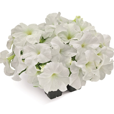 Петуния крупноцветковая Саксесс! Эйч Ди Вайт ( Petunia SUCCESS! HD White) (10 шт)