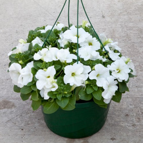 Петуния крупноцветковая Эспрессо Гранде Вайт (10 шт)