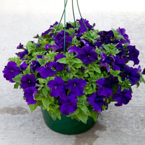 Петуния крупноцветковая Эспрессо Гранде Блю (10 шт)