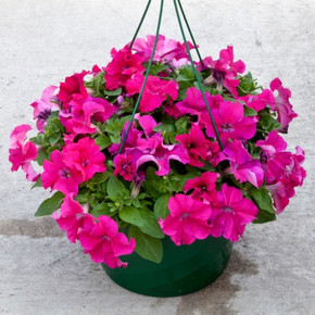 Петуния крупноцветковая Эспрессо Гранде Дип Роуз (10 шт)