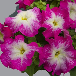 Петуния крупноцветковая Лимбо Джи Пи Роуз Морн (5 шт)
