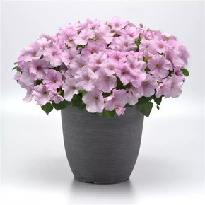 Петуния ампельная Изи Вэйв Пинк Перл (5шт)