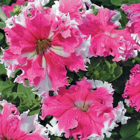 Петуния бахромчатая крупноцветковая Каркулка (10 шт)
