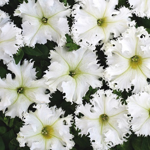 Петуния бахромчатая крупноцветковая Крайкови Завой (10 шт)