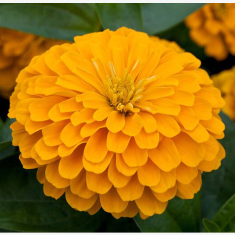 Цинния изящная Джульетта Еллоу Шейдс (10 шт)