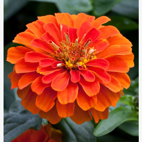 Цинния изящная Джульетта Оранж Шейдс (10 шт)