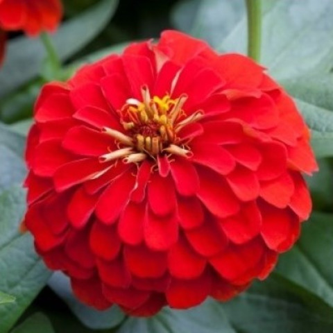 Цинния изящная Джульетта Скарлет Шейдс (10 шт)