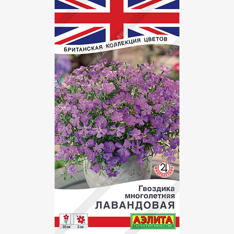 Гвоздика многолетняя лавандовая