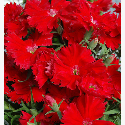 Гвоздика китайская Диана Скарлет (5шт)