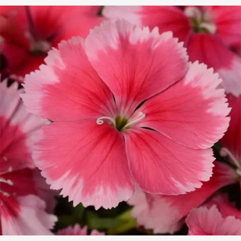 Гвоздика китайская Коронет Строуберри (5шт)