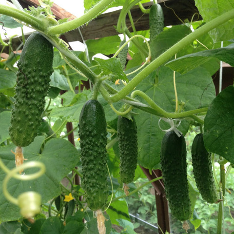 Огурец Маша F1 (5шт)