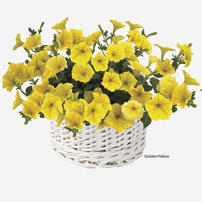 Петуния гибридная Пендолино F1 Голден Еллоу (5шт)