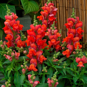 Антирринум (Львиный зев) Кэнди Топс Оранж (10шт)