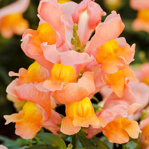 Антирринум большой Снеппи Бронз (10шт)