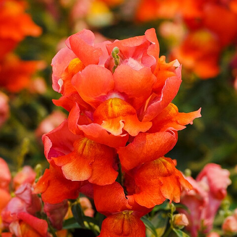 Антирринум большой Снеппи Оранж (10шт)