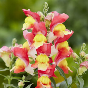 Антирринум большой Снеппи Оранж энд Еллоу (10шт)