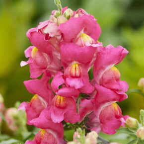 Антирринум большой Снеппи Роуз (10шт)