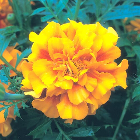 Бархатцы триплоидные Зенит Ред Голд (5 шт)