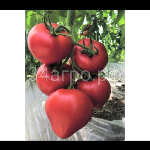 Томат TMG 20201 F1 (5шт)