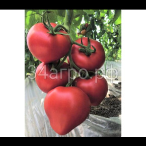 Томат TMG 20201 F1 (5шт)