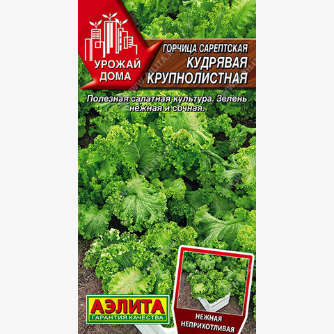 Горчица сарептская Кудрявая крупнолистная (0.5гр)