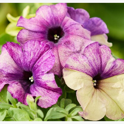 Петуния гибридная многоцветковая Шейк Блюберри (10шт)