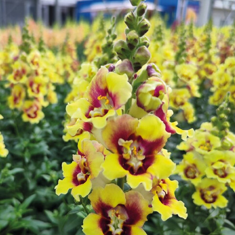 Антирринум (Львиный зев) Дабл Шот Еллоу Ред Харт (10 шт)